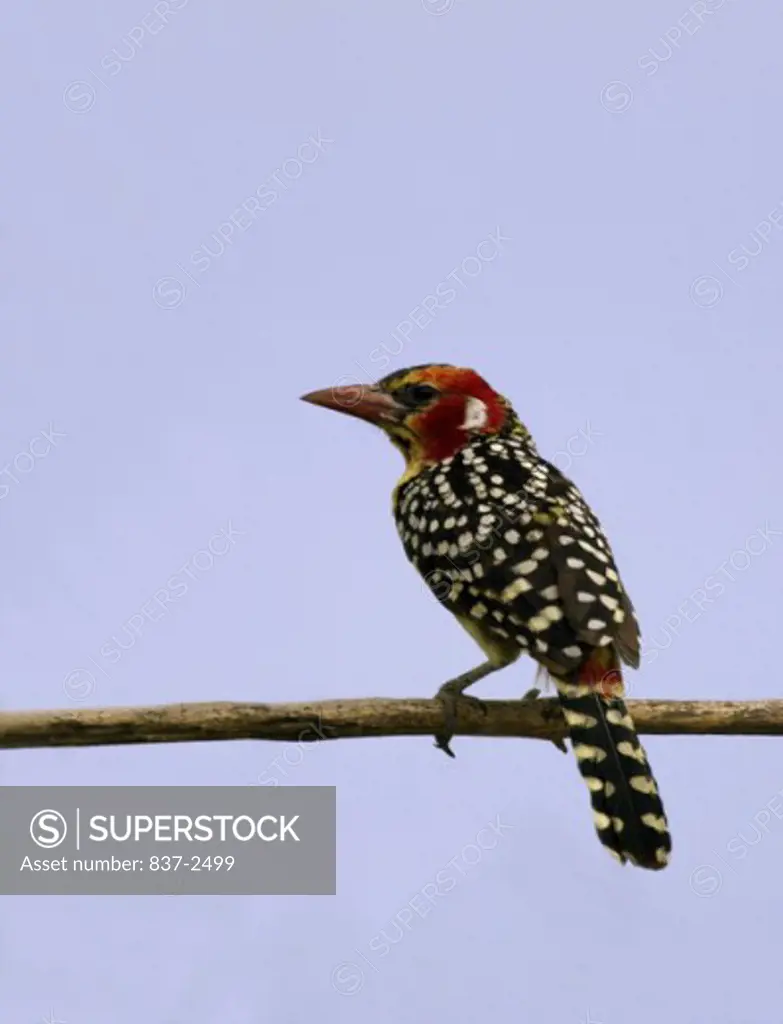 Rear view of a Red and Yellow Barbet perching on a tree branch (Trachyphonus erythrocephalus)