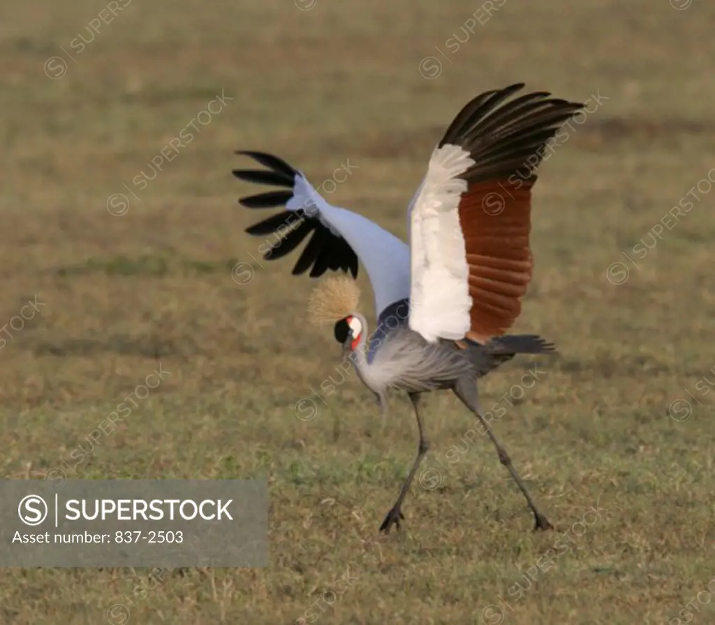 Close-up of a Crowned Crane flapping its wings