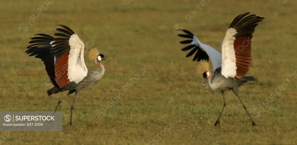 Close-up of two Crowned Cranes flapping their wings