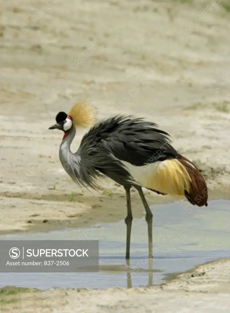 Close-up of a Crowned Crane wading in water