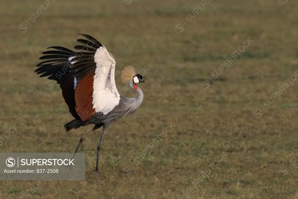 Close-up of a Crowned Crane flapping its wings