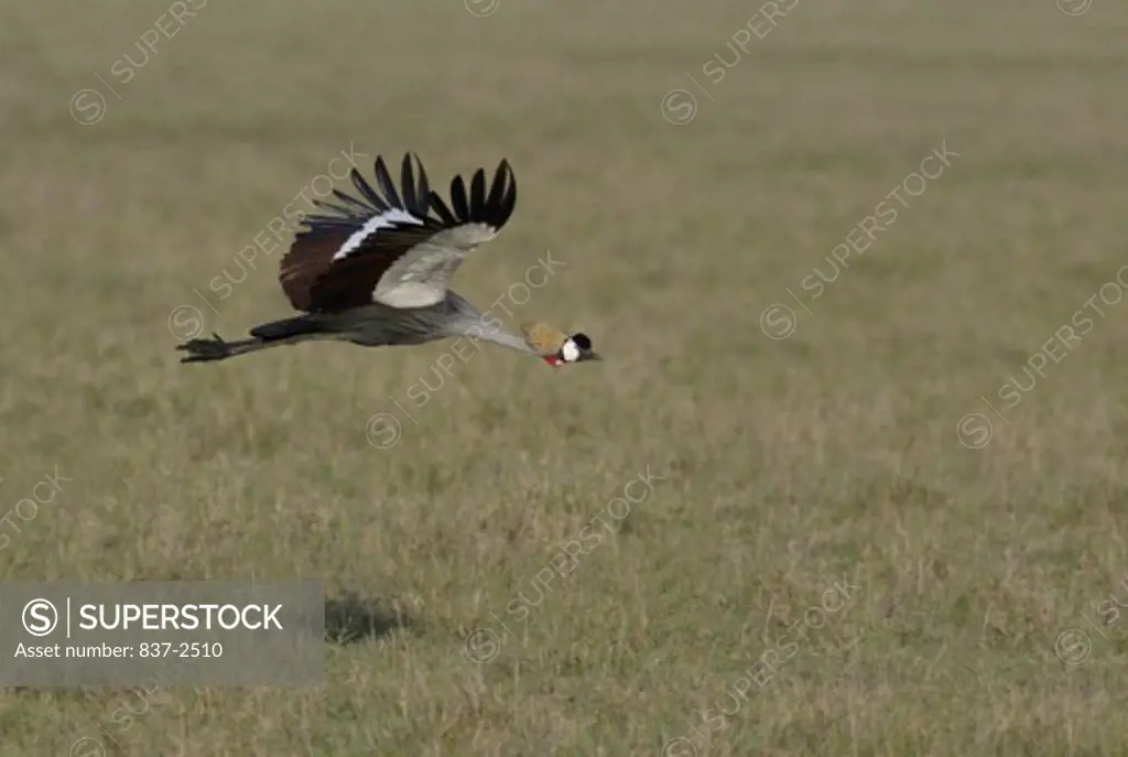Side profile of a Grey Crowned Crane flying over a field (Balerica regulorum)