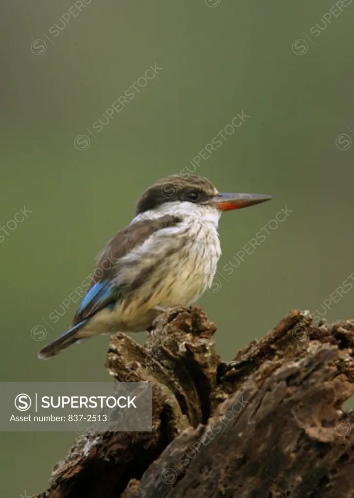 Side profile of a Striped Kingfisher perching on a tree stump (Halcyon chelicuti)