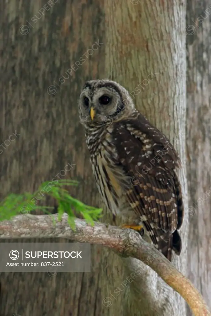Side profile of a Barred Owl perching on a branch (Strix varia)