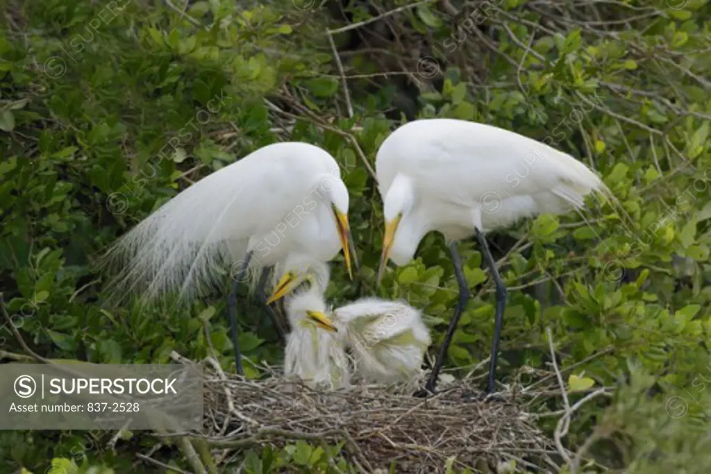 Four Great Egrets in its nest (Ardea alba)