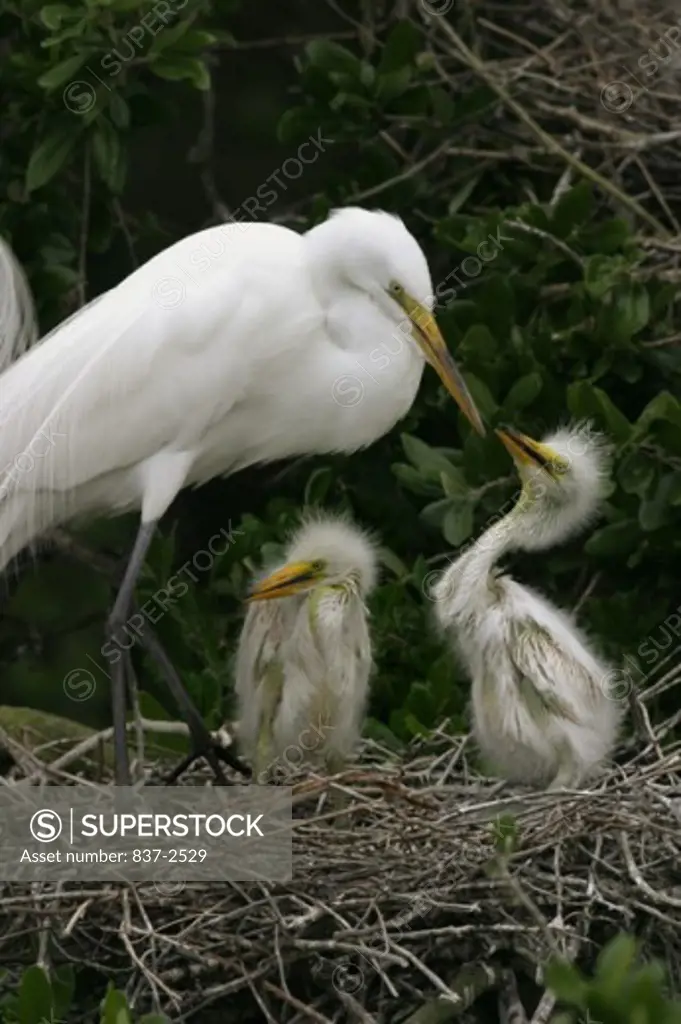 Close-up of a Great Egret feeding its young in a nest (Ardea alba)