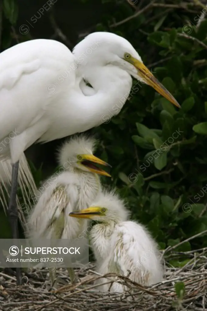 Close-up of a Great Egret guarding its young in a nest (Ardea alba)