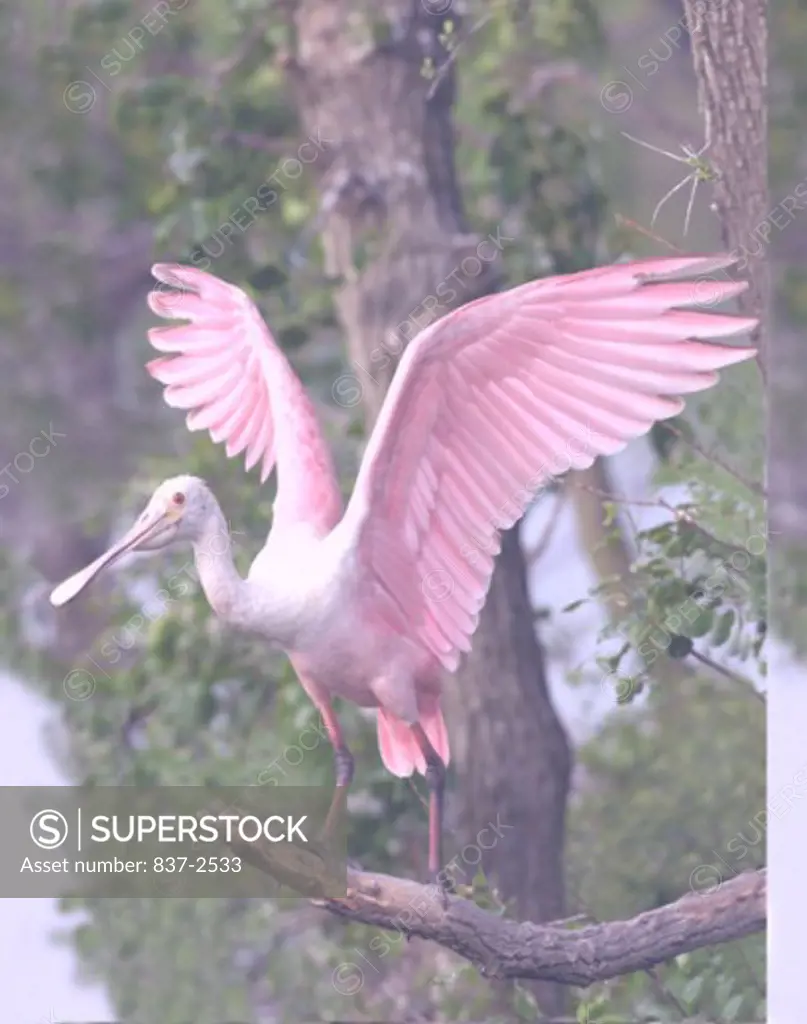 Close-up of a Roseate Spoonbill perching on a branch (Ajaia ajaja)