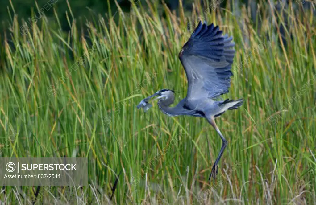 Close-up of a Great Blue Heron catching a fish in its beak (Ardea herodias)