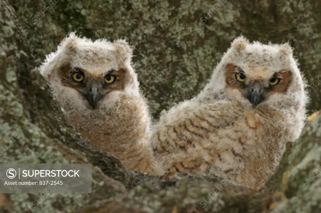 Close-up of two Great Horned Owls (Bubo virginianus)