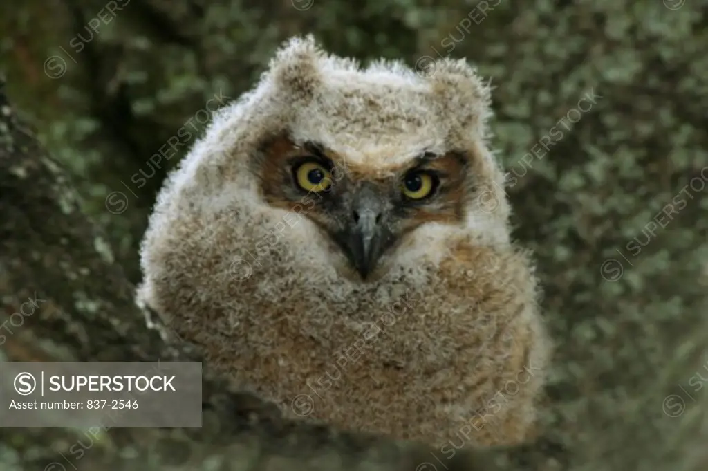 Close-up of a Great Horned Owl (Bubo virginianus)
