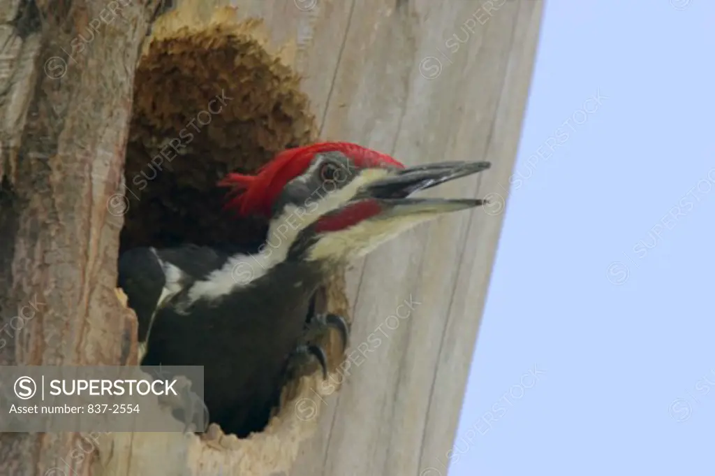 Low angle view of a Pileated Woodpecker peering out of a nest cavity (Dryocopus pileatus)
