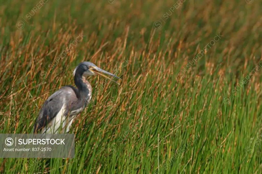 Close-up of a Tricolored Heron perching on a grassland (Egretta tricolor)