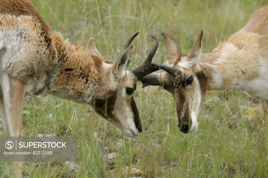 Close-up of two pronghorns fighting in a field (Antilocapra americana)