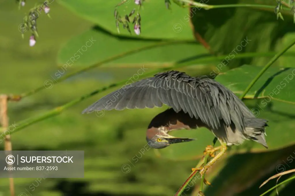 High angle view of a Green Heron perching on a twig (Butorides virescens)