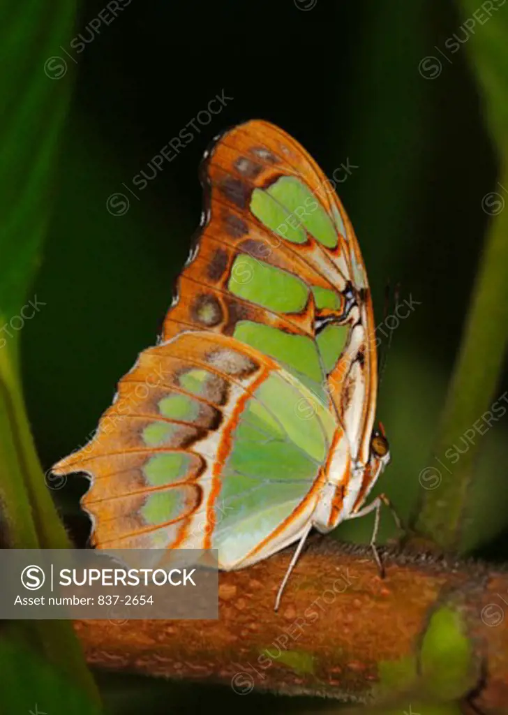 Close-up of a Malachite Butterfly on a leaf (Siproeta stelenes)