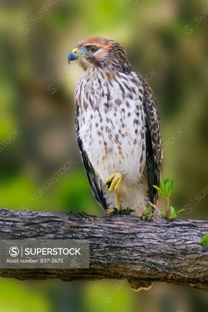 Close-up of a Red-shouldered Hawk perching on a branch (Buteo lineatus)