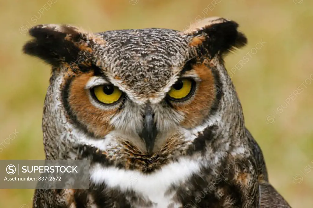 Close-up of a Great Horned Owl (Bubo virginianus)