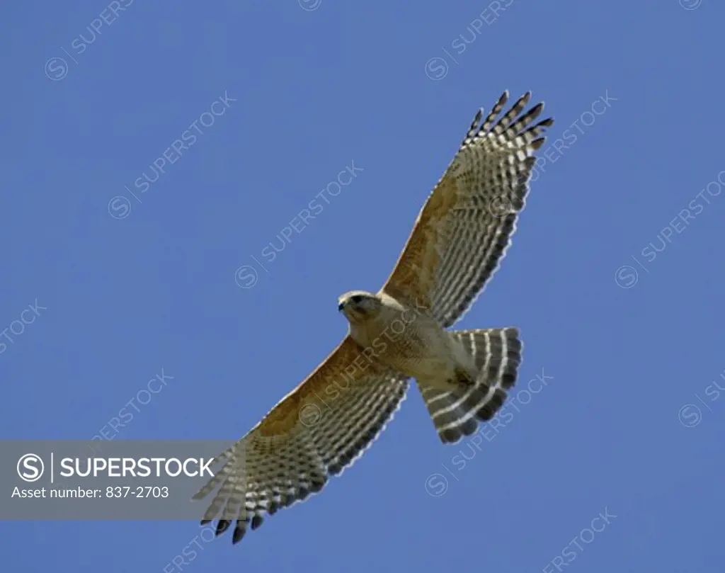 Low angle view of a Red-shouldered Hawk flying in the sky (Buteo lineatus)