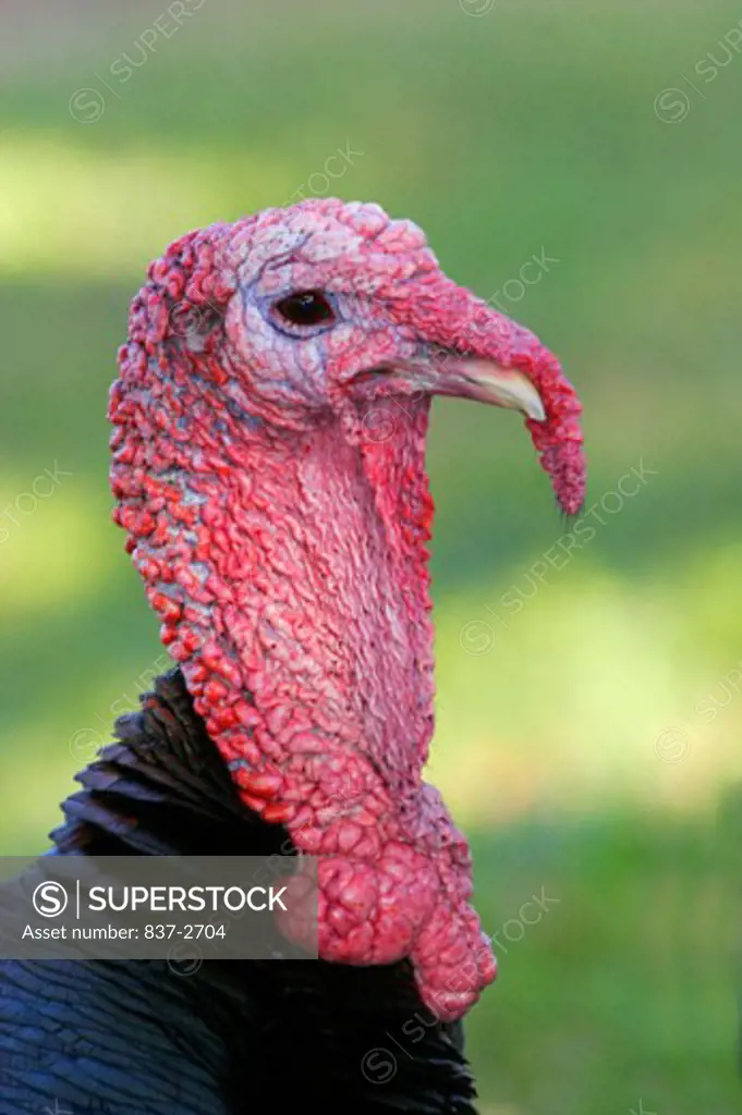 Close-up of a turkey