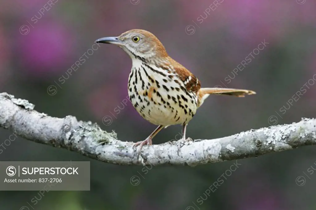 Close-up of a Brown Thrasher perching on a branch (Toxostoma rufum)