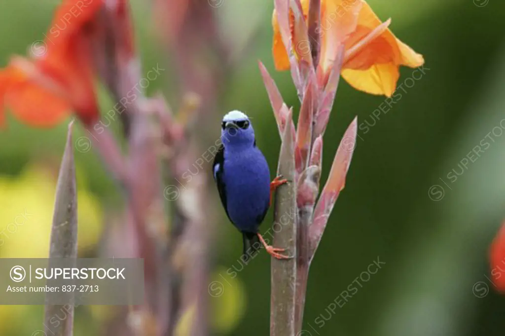 Close-up of a Red-legged Honeycreeper on a stem (Cyanerpes cyaneus)