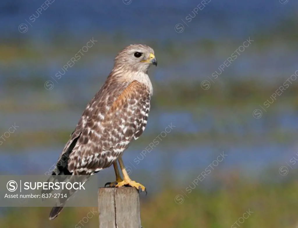 Close-up of a Red-shouldered Hawk perching on a wooden post (Buteo lineatus)