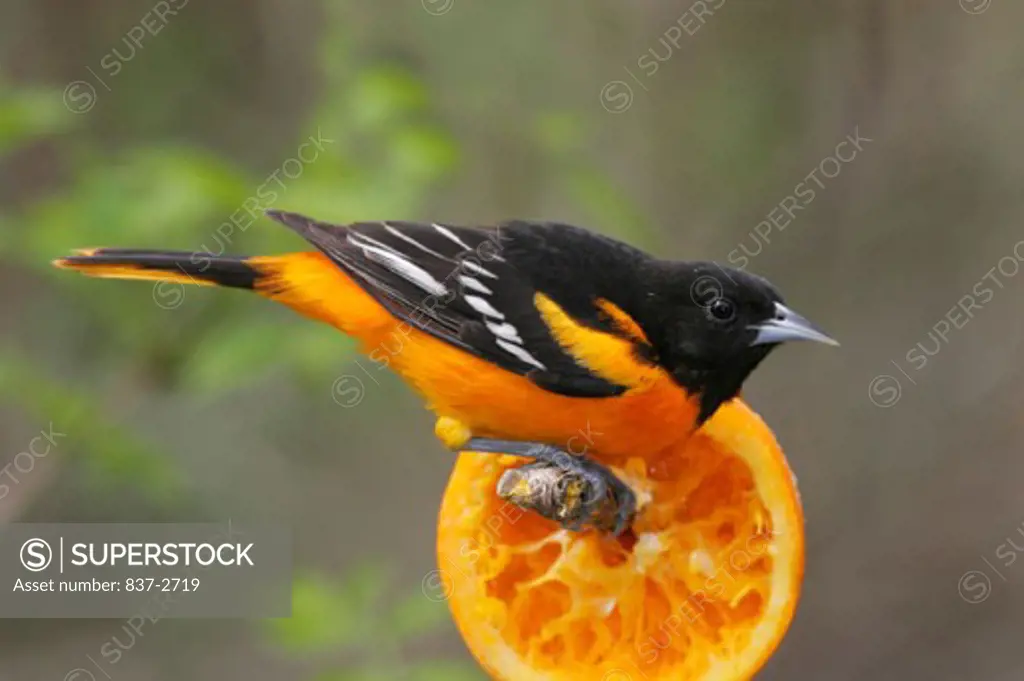Side profile of a Baltimore Oriole perching on a twig (Icterus galbula)