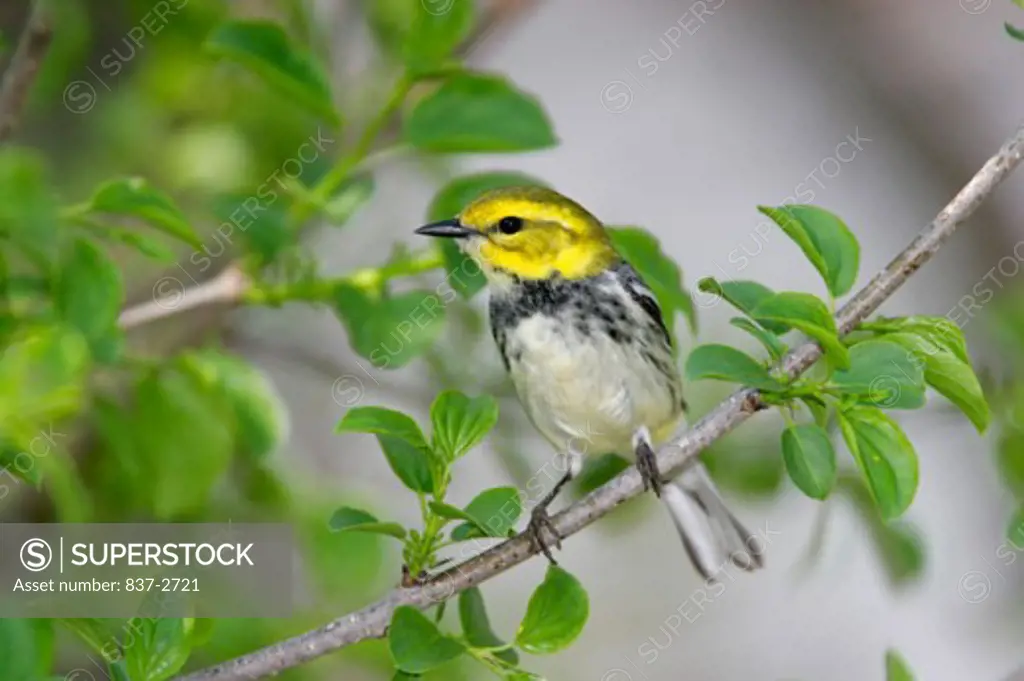 Close-up of a Black-throated Green Warbler perching on a twig (Dendroica virens)