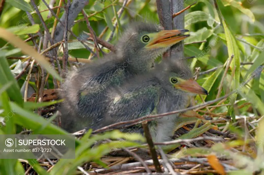Close-up of two Green Heron chicks in a nest (Butorides virescens)