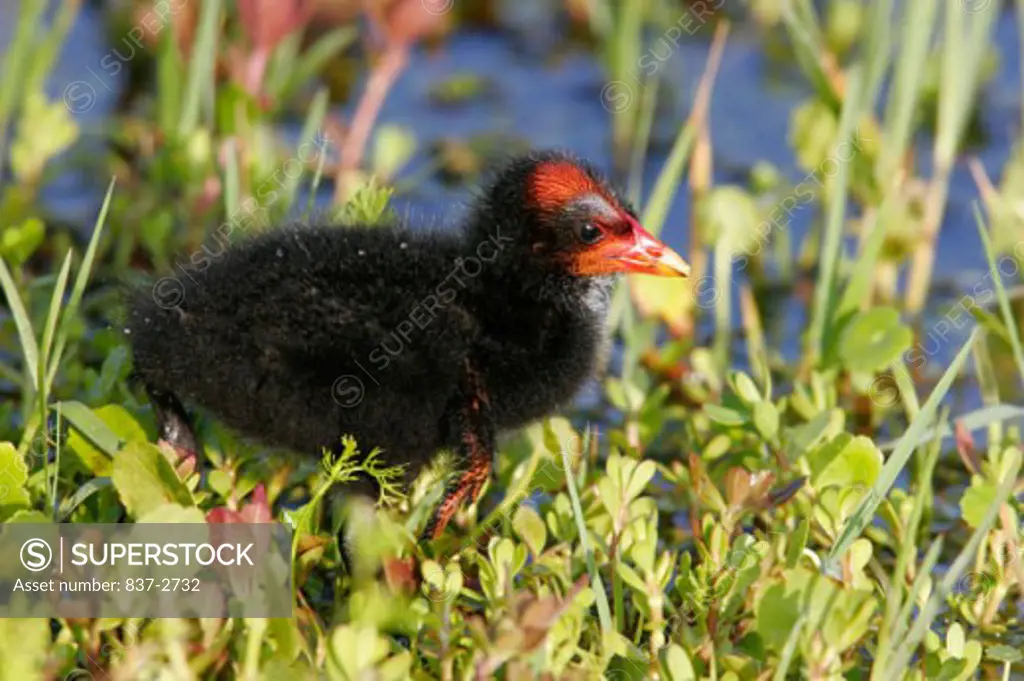 Close-up of a moorhen