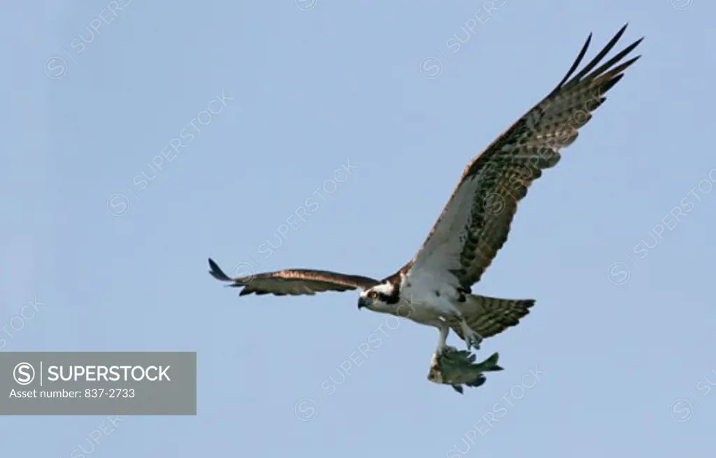 Low angle view of an osprey holding a fish in its claw (Pandion haliaetus)