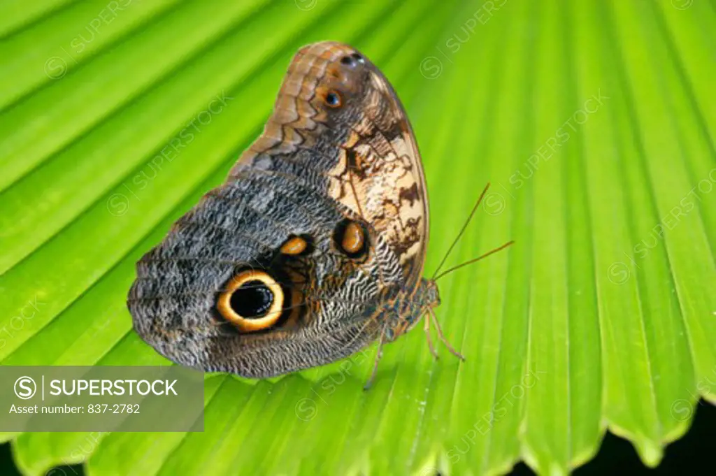 Owl Butterfly (Caligo Memnon)