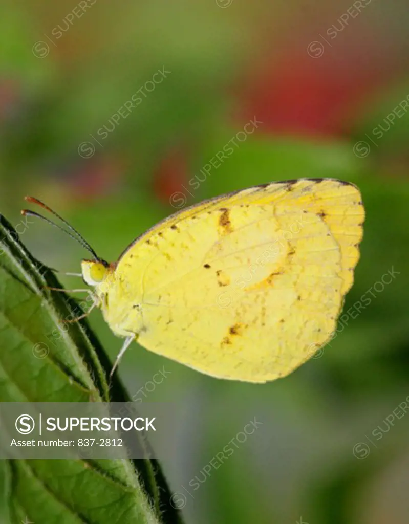 Side profile of a Sleepy Orange Butterfly on a leaf (Eurema nicippe)