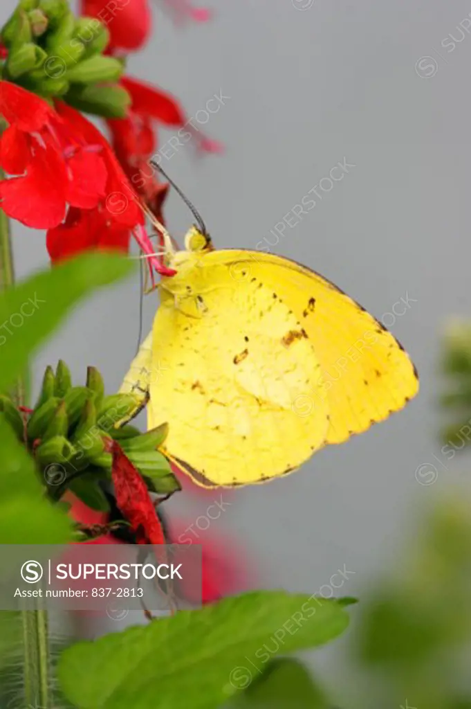 Side profile of a Sleepy Orange Butterfly on a flower pollinating (Eurema nicippe)