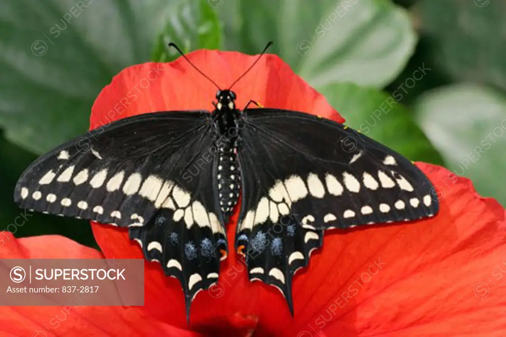 High angle view of a Black Swallowtail Butterfly on a flower (Papilio polyxenes)