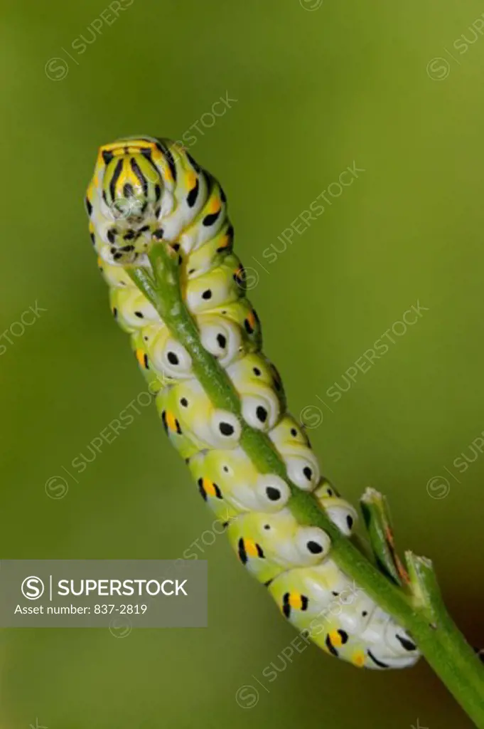 Close-up of a caterpillar of a Black Swallowtail Butterfly crawling on a twig (Papilio polyxenes)