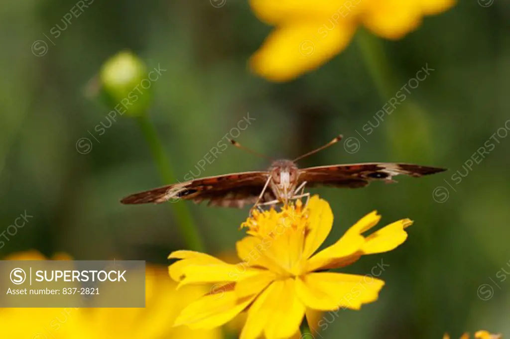 Close-up of a Common Buckeye Butterfly on a flower pollinating (Junonia coenia)