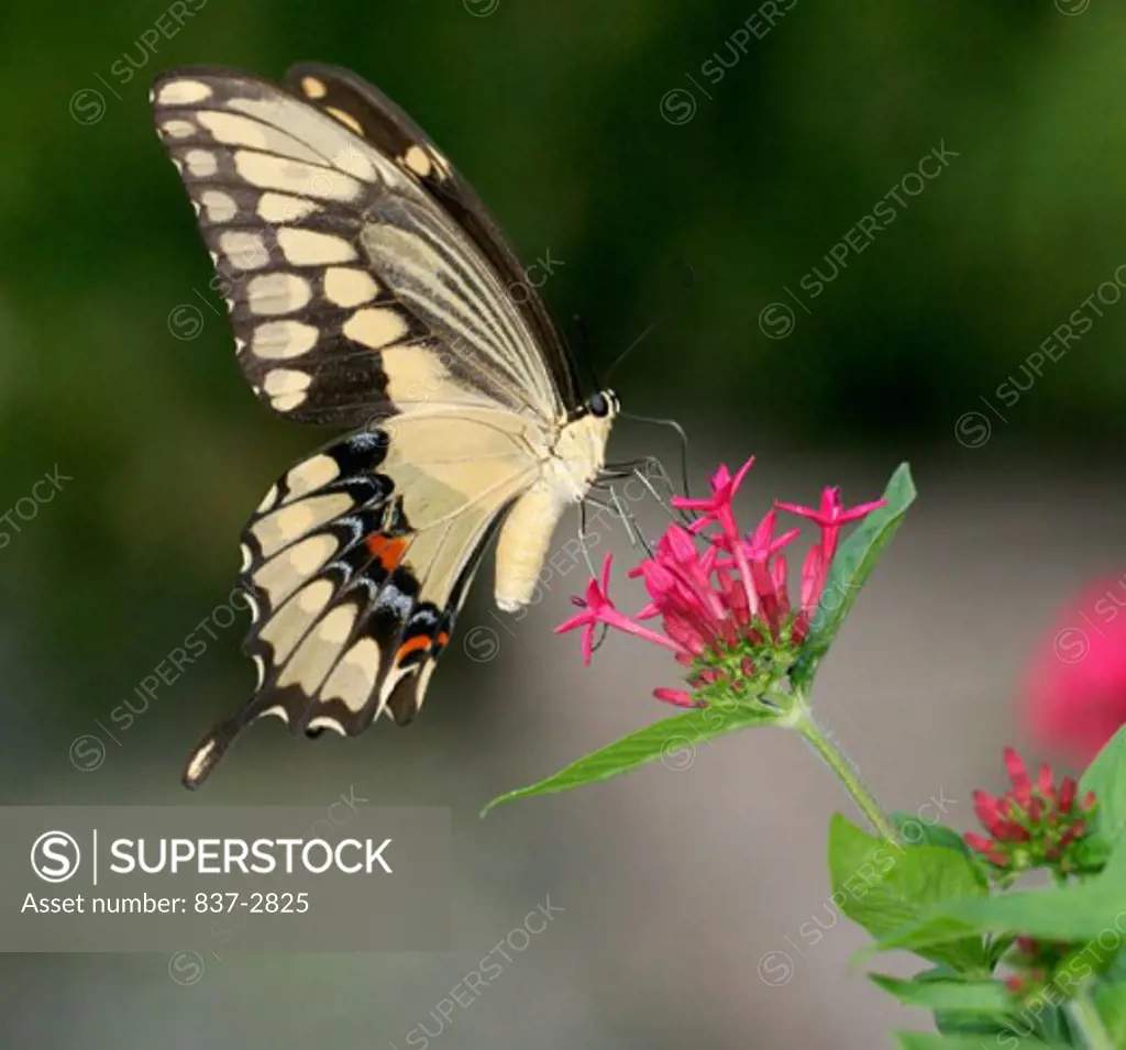 Close-up of a Giant Swallowtail Butterfly on a flower pollinating (Papilio cresphontes)