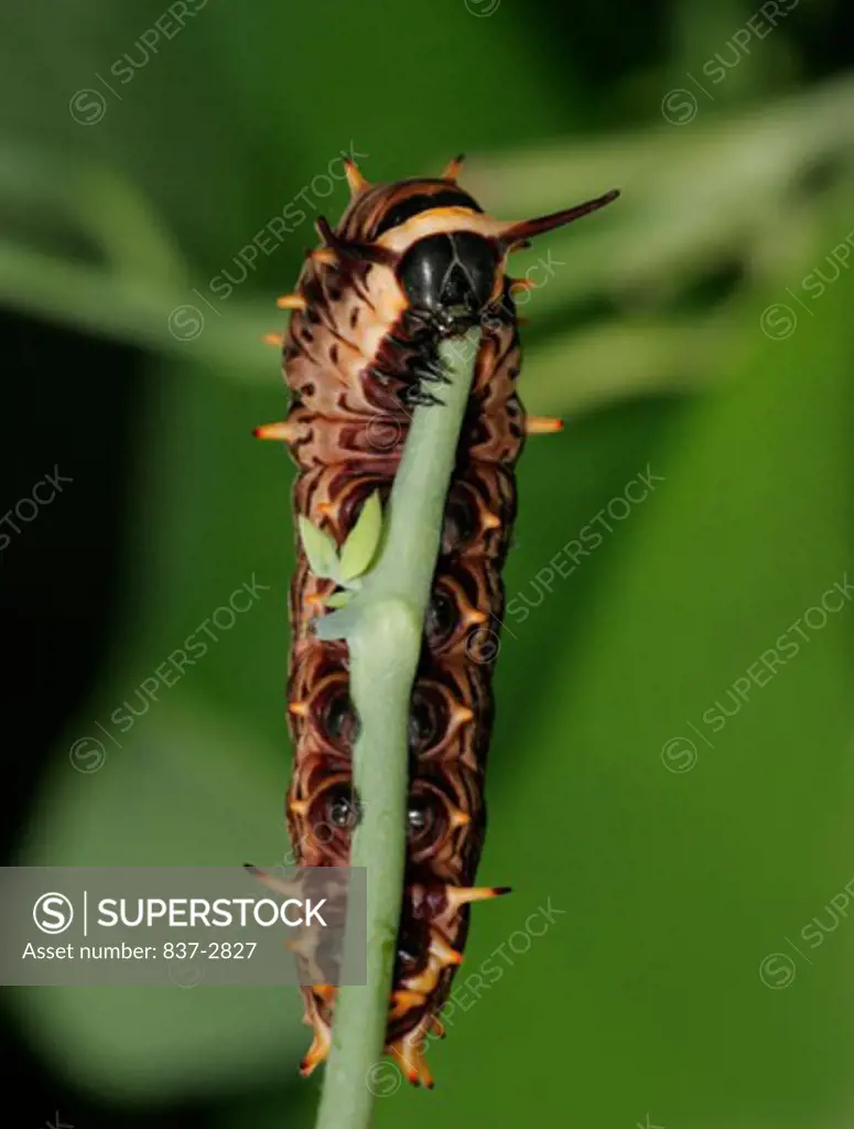 Close-up of a caterpillar of a Gold Rim Swallowtail Butterfly crawling on a twig
