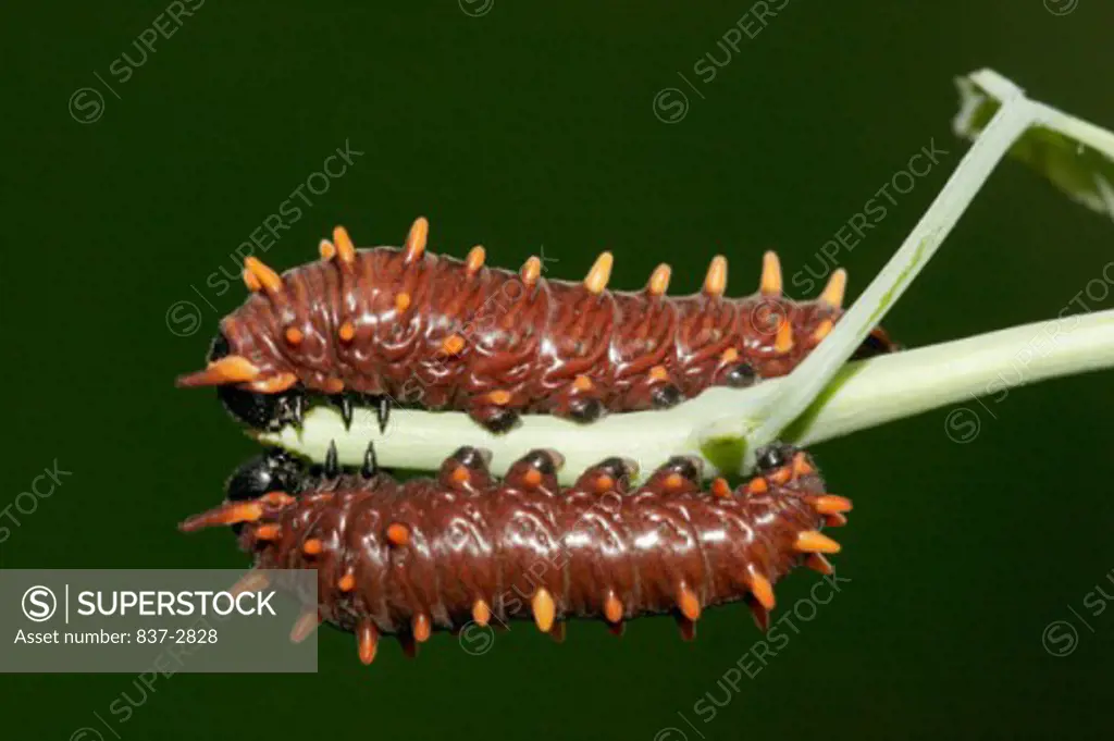 Close-up of two caterpillars of a Gold Rim Swallowtail Butterfly on a twig