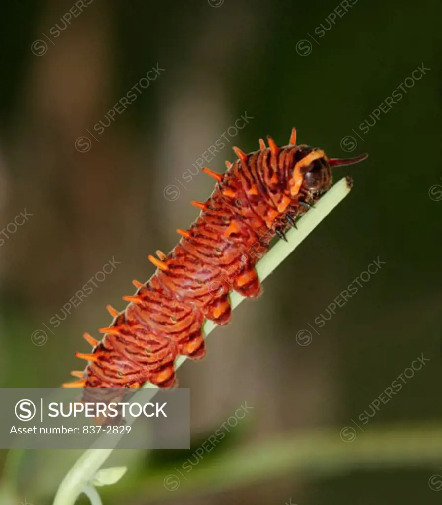 Side profile of a caterpillar of a Gold Rim Swallowtail Butterfly crawling on a twig