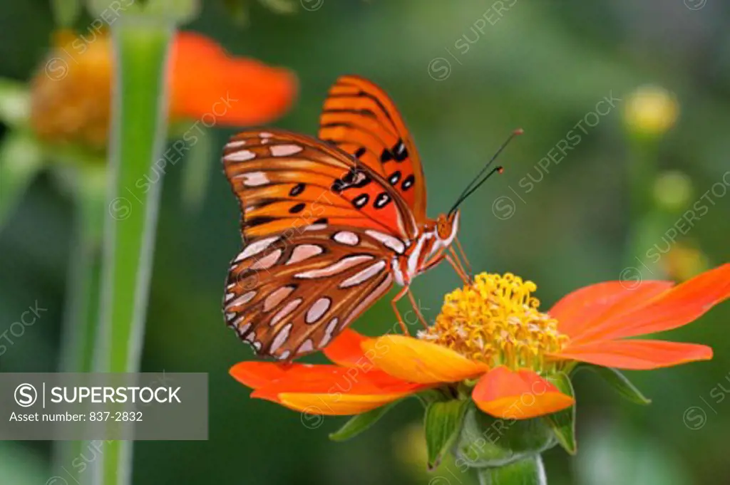 Close-up of a Gulf Fritillary Butterfly on a flower pollinating (Agraulis vanillae)