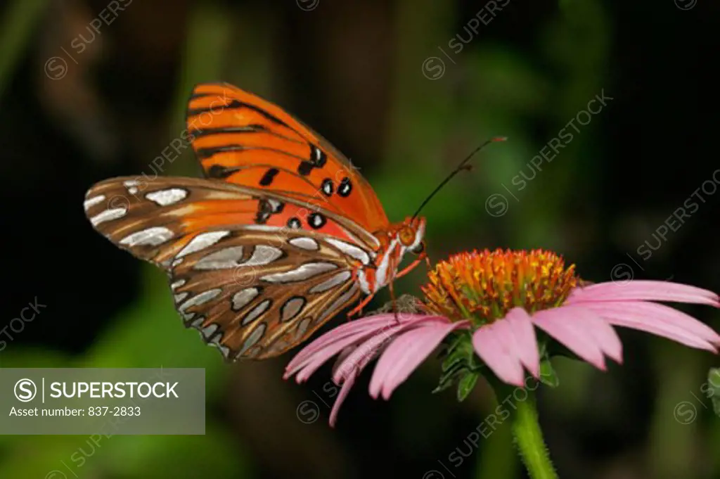 Close-up of a Gulf Fritillary Butterfly on a flower pollinating (Agraulis vanillae)
