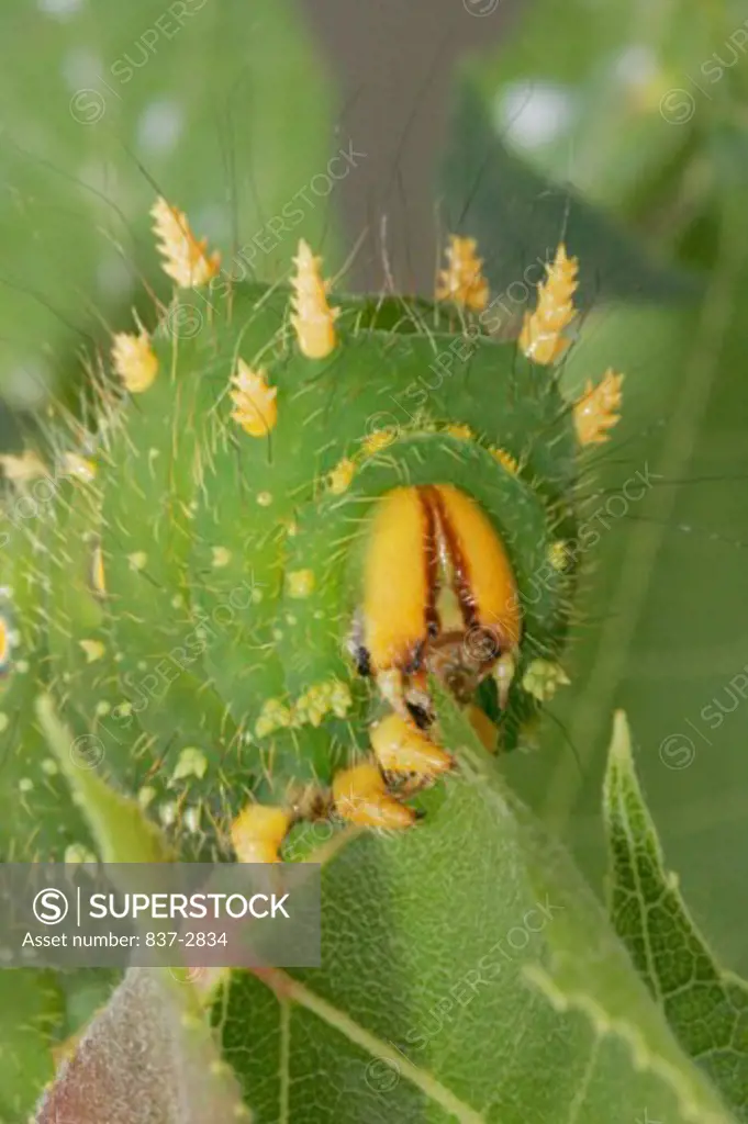 Close-up of a caterpillar of an Imperial Moth on a leaf (Eacles imperialis)
