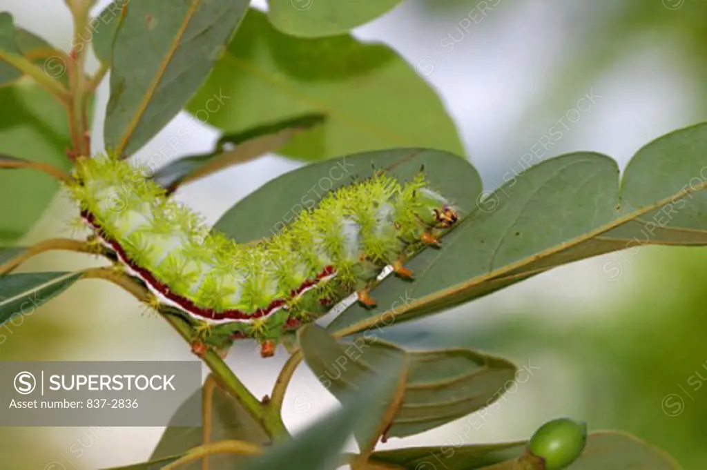 Close-up of a caterpillar of a Io Moth (Automeris io)