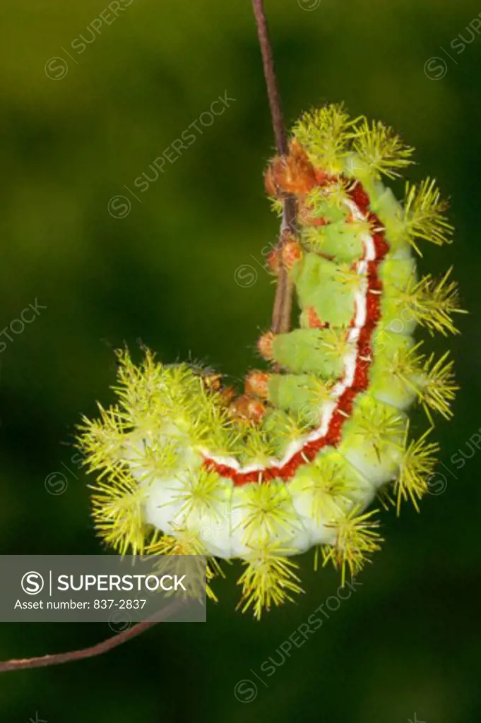 Close-up of a caterpillar of a Io Moth on a twig (Automeris io)