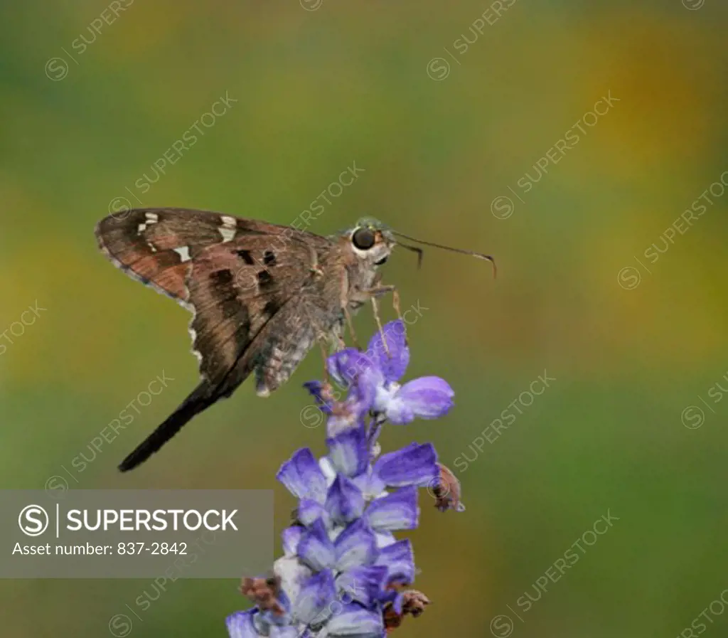 Close-up of a Long-tailed Skipper Butterfly on a flower pollinating (Urbanus proteus)