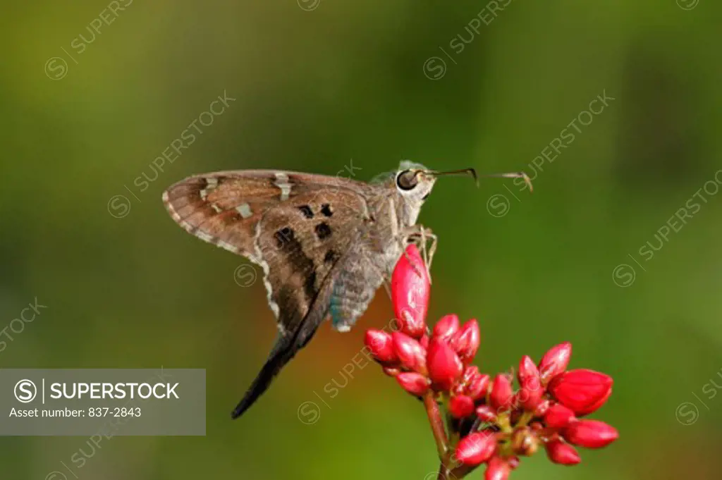Close-up of a Long-tailed Skipper Butterfly on a flower bud (Urbanus proteus)