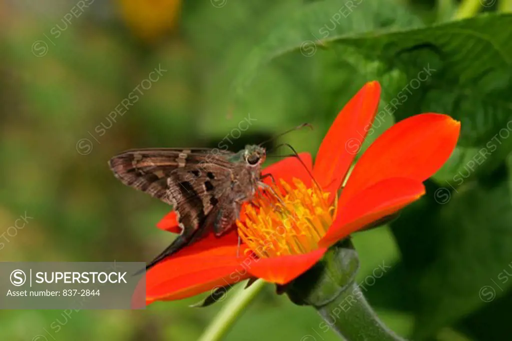 Close-up of a Long-tailed Skipper Butterfly on a flower pollinating (Urbanus proteus)
